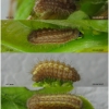 sat ilicis larva2 volg